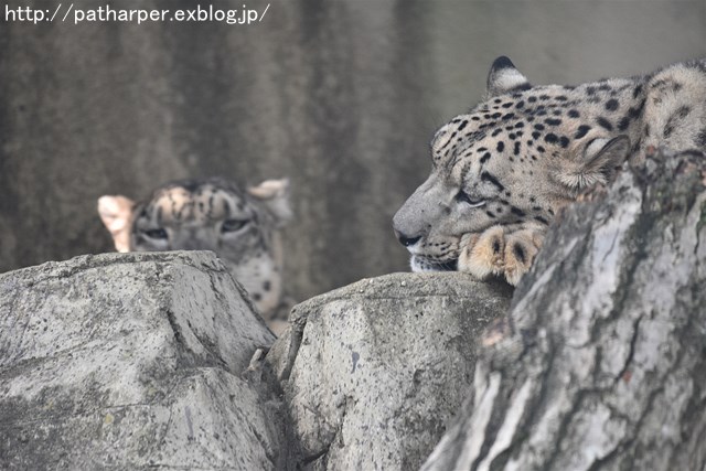 ２０１９年８月　王子動物園４　その１　アシカご飯タイム_a0052986_7415033.jpg