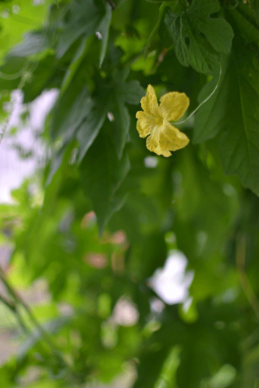 e0246788_15133445.gif