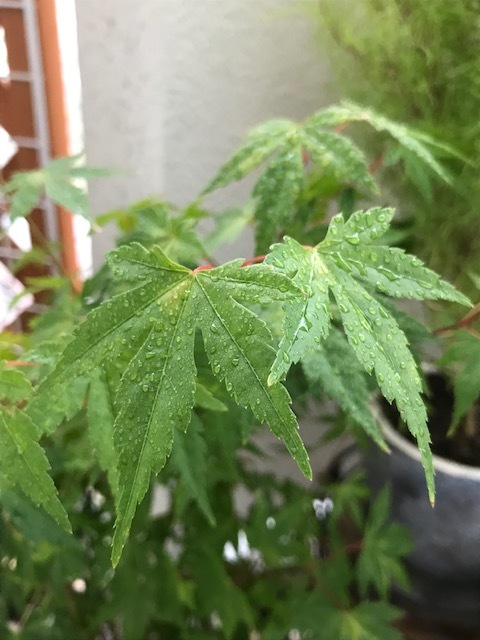 ずっと雨_f0204295_14362749.jpg