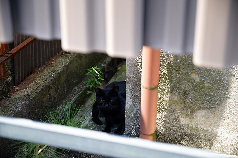 今井町散策 其の二_f0032011_18285137.jpg