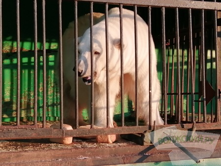 ロシアの「巡回動物園・サファリ園」がヴォルゴグラードから約1000キロのヴォルジスクに姿を現す_a0151913_23521733.jpg