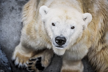 チェコ・ブラハ動物園の32歳のボラ (Bora) 逝く_a0151913_5553124.jpg