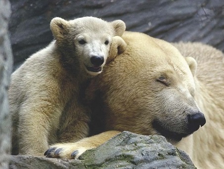 チェコ・ブラハ動物園の32歳のボラ (Bora) 逝く_a0151913_6485427.jpg