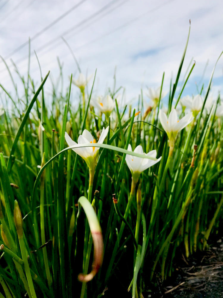 玉簾 タマスダレ 自然を見つめて自分と向き合う心の花 玉簾 タマスダレ 自然を見つめて自分と向き合う心の花
