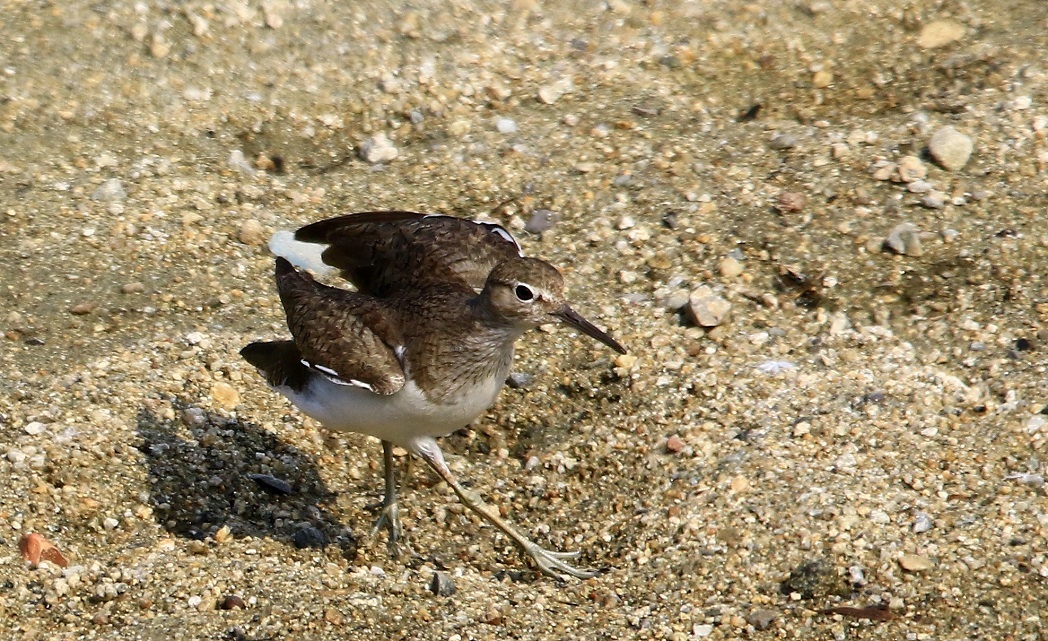 石川の野鳥たち_f0364220_21580310.jpg