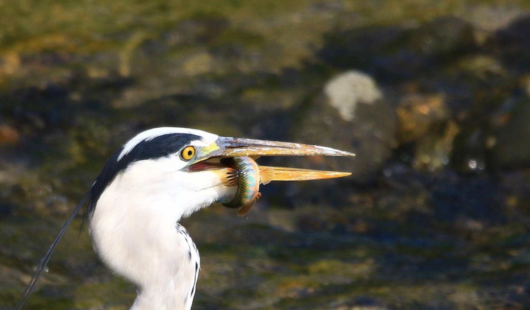 石川の野鳥たち_f0364220_21584978.jpg