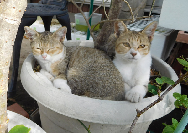 庭の番猫 と 風雅楊貴妃ラメ だって おばちゃんだもん 庭の番猫 と 風雅楊貴妃ラメ だって おばちゃんだもん