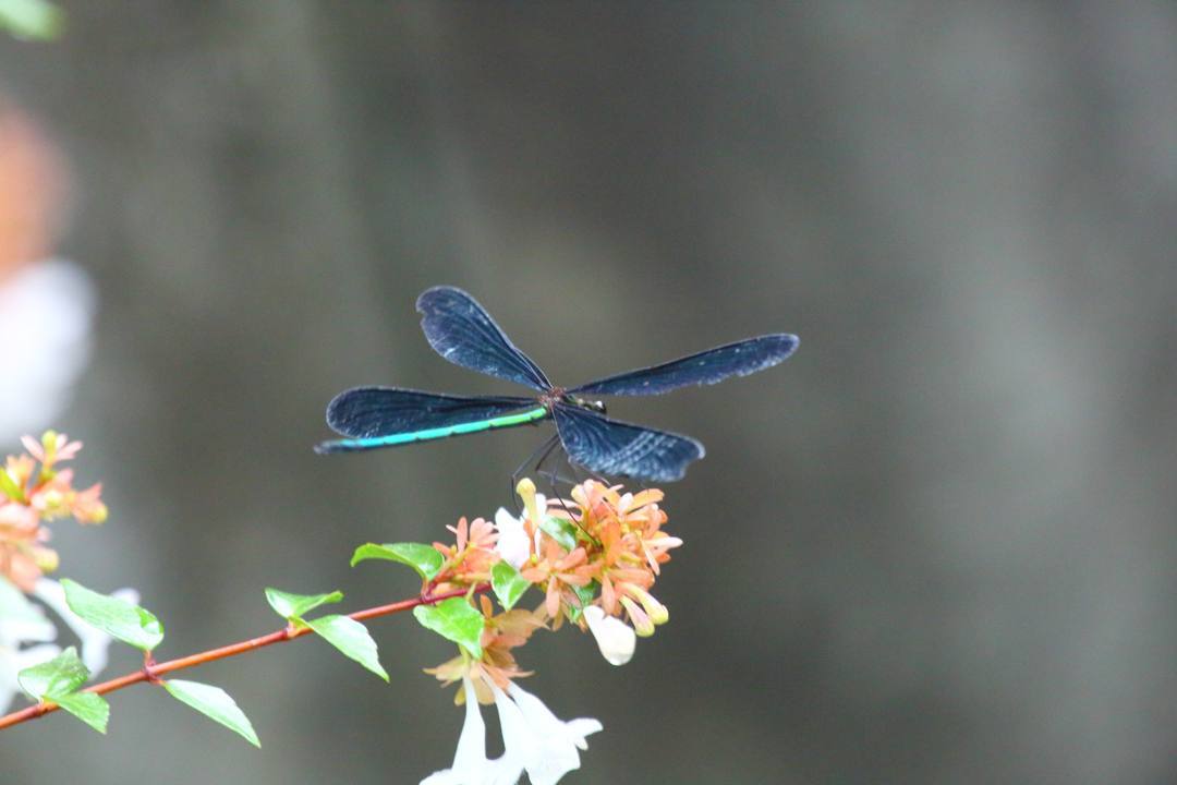 e0403850_23551490.jpg