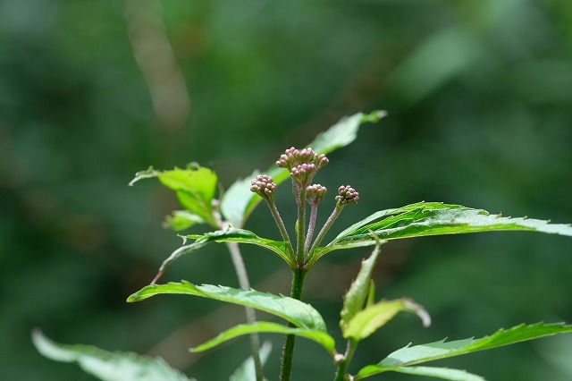 ■　初秋の草花 (2)　　　19.8.29　　　（ワレモコウ、フジバカマ、クコ）_e0339873_14351050.jpg