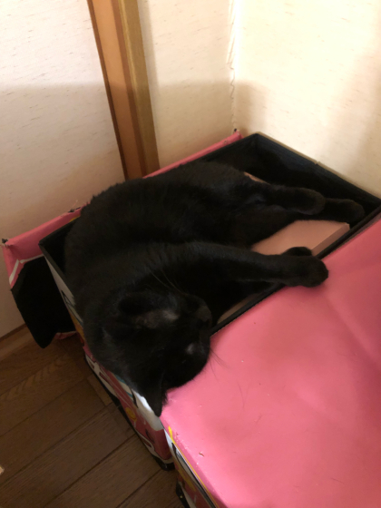 銀玉と黒猫_e0355177_18022140.jpg