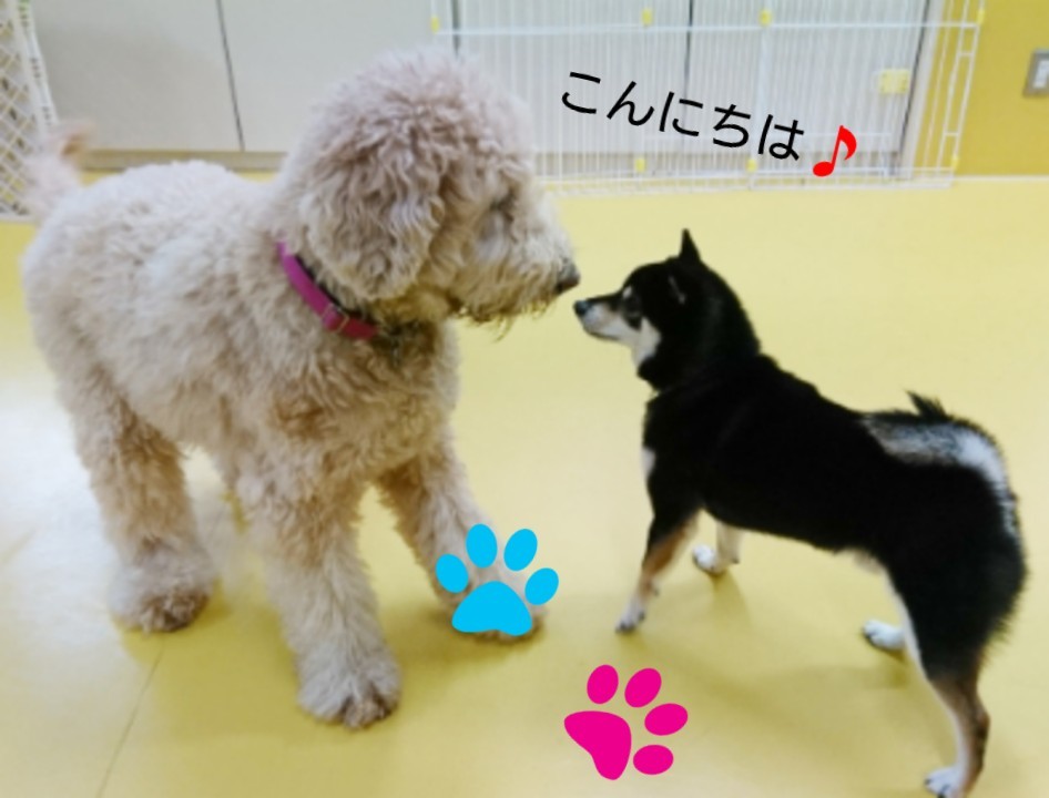 なかよし_f0357682_15313766.jpg