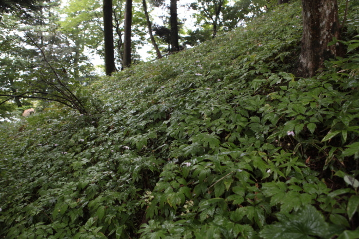 奥多摩　御岳山のレンゲショウマ　ラスト_e0165983_15540906.jpg