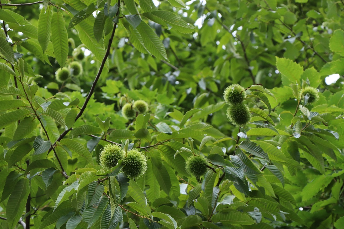収穫の秋近し 突哨山 とっしょうざん 花ごよみ
