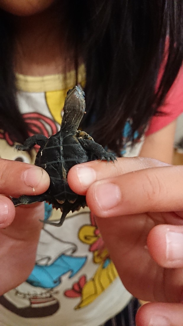 イシガメの赤ちゃん ごたごた荘から大空を見上げて イシガメの赤ちゃん ごたごた荘から大空を見上げて