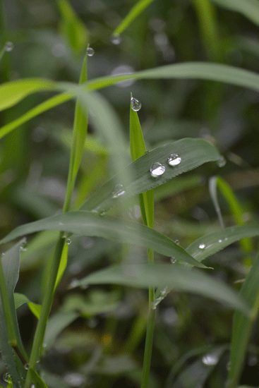 雨上がりの朝。。_e0246788_14461430.gif