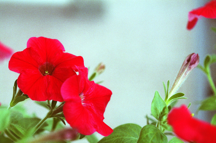 c0386291_17250848.jpg