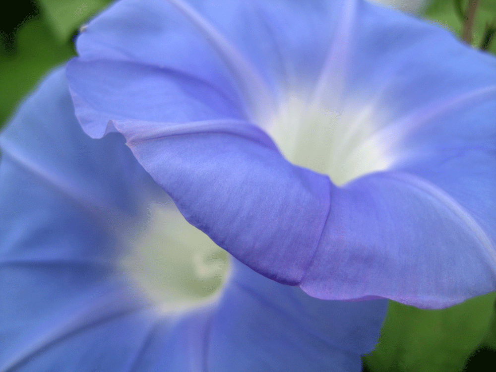 a0030594_21162011.gif