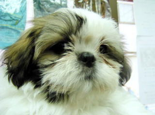 c0090198_17172690.png