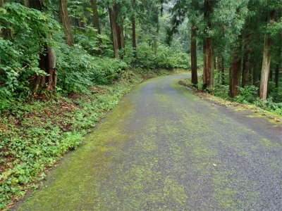 耐久山岳マラソンコースを走ってみました_c0336902_17163600.jpg