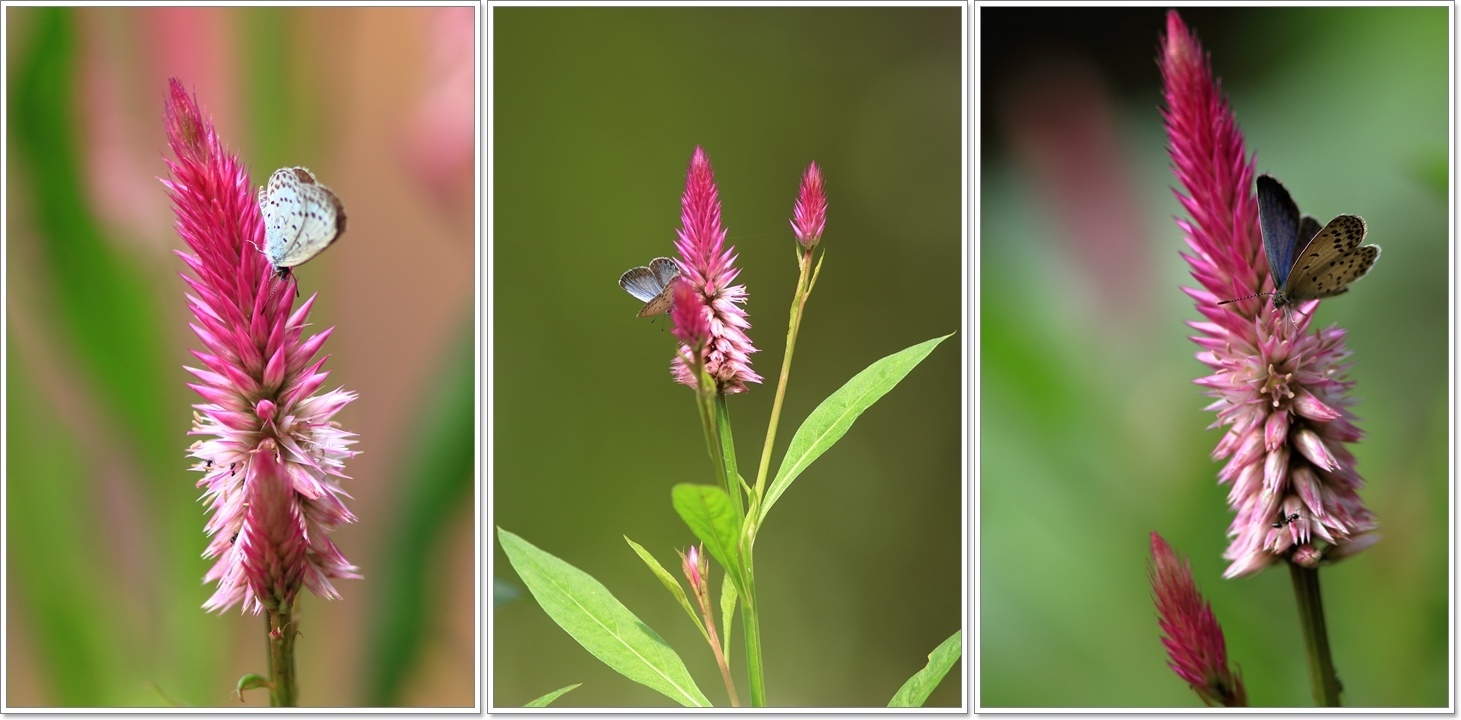 シャロン ケイトウの花 ハチミツの海を渡る風の音