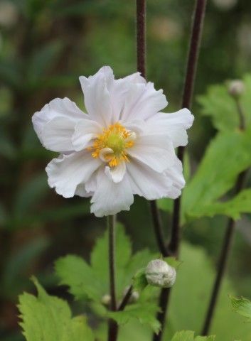 新鮮なアネモネ 種 最高の花の画像 新鮮なアネモネ 種 最高の花の画像