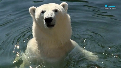 ロシア・サンクトぺテルブルク、レニングラード動物園のウスラーダとハールチャーナの夏の日_a0151913_3161082.jpg