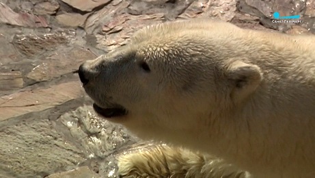 ロシア・サンクトぺテルブルク、レニングラード動物園のウスラーダとハールチャーナの夏の日_a0151913_3171337.jpg