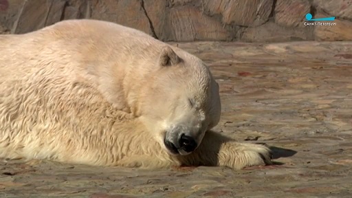 ロシア・サンクトぺテルブルク、レニングラード動物園のウスラーダとハールチャーナの夏の日_a0151913_3225370.jpg