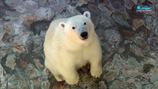 ロシア・サンクトぺテルブルク、レニングラード動物園のウスラーダとハールチャーナの夏の日_a0151913_3232711.jpg