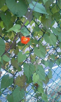 c0074721_16195101.jpg