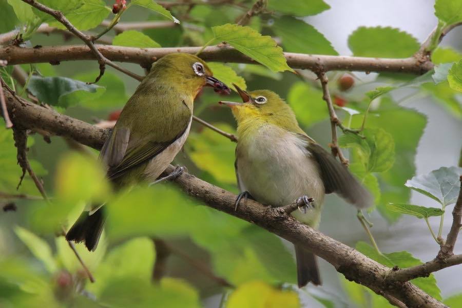 メジロの親子給餌 四十雀の欣幸 野鳥写真日記 メジロの親子給餌 四十雀の欣幸 野鳥写真日記
