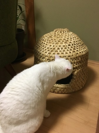 猫ちぐら Bloom Works