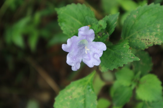 スズムシバナ（鈴虫花）を見たくて（いさき川自然公園）！_e0272335_18482598.jpg