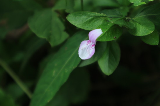 スズムシバナ（鈴虫花）を見たくて（いさき川自然公園）！_e0272335_19153699.jpg