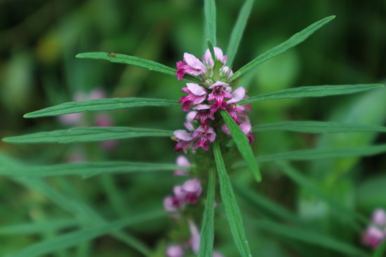 スズムシバナ（鈴虫花）を見たくて（いさき川自然公園）！_e0272335_1918224.jpg