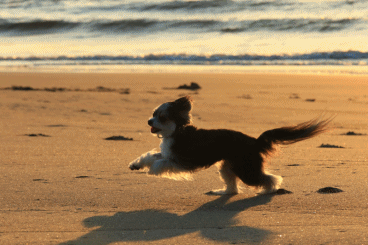 c0145250_09505382.gif