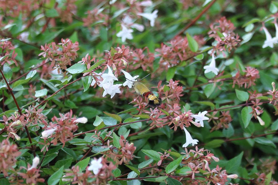 e0403850_10565449.jpg