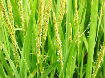 菊池水源棚田米 お米の花(出穂)の様子 令和元年度の『菊池水源棚田米』も順調に成長中!_a0254656_18234875.jpg
