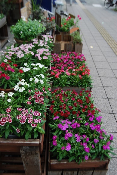 秋の花苗入荷情報 花と暮らす店 木花 Mocca 秋の花苗入荷情報 花と暮らす店 木花 Mocca
