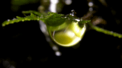 c0119160_06265987.gif