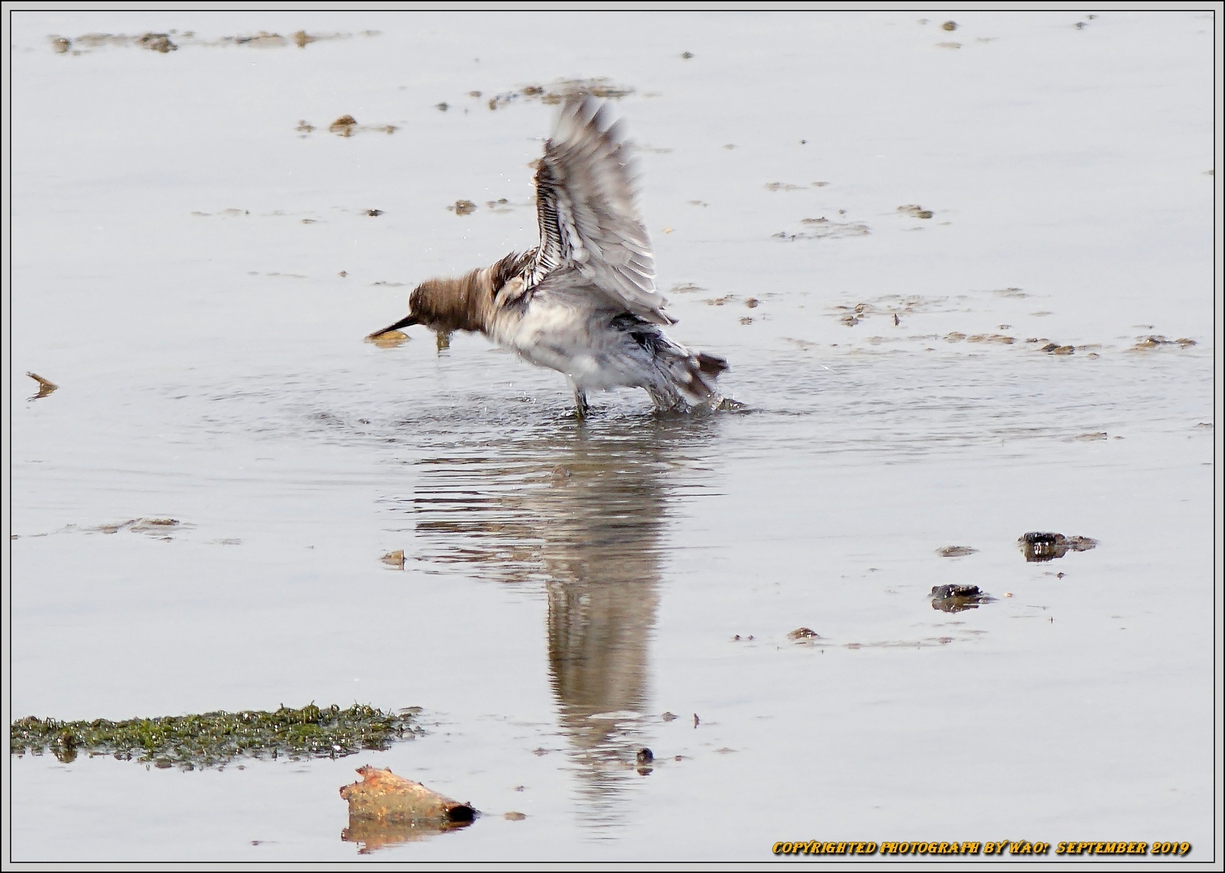 オバシギ　水辺で採食、水浴び_c0198669_22011188.jpg