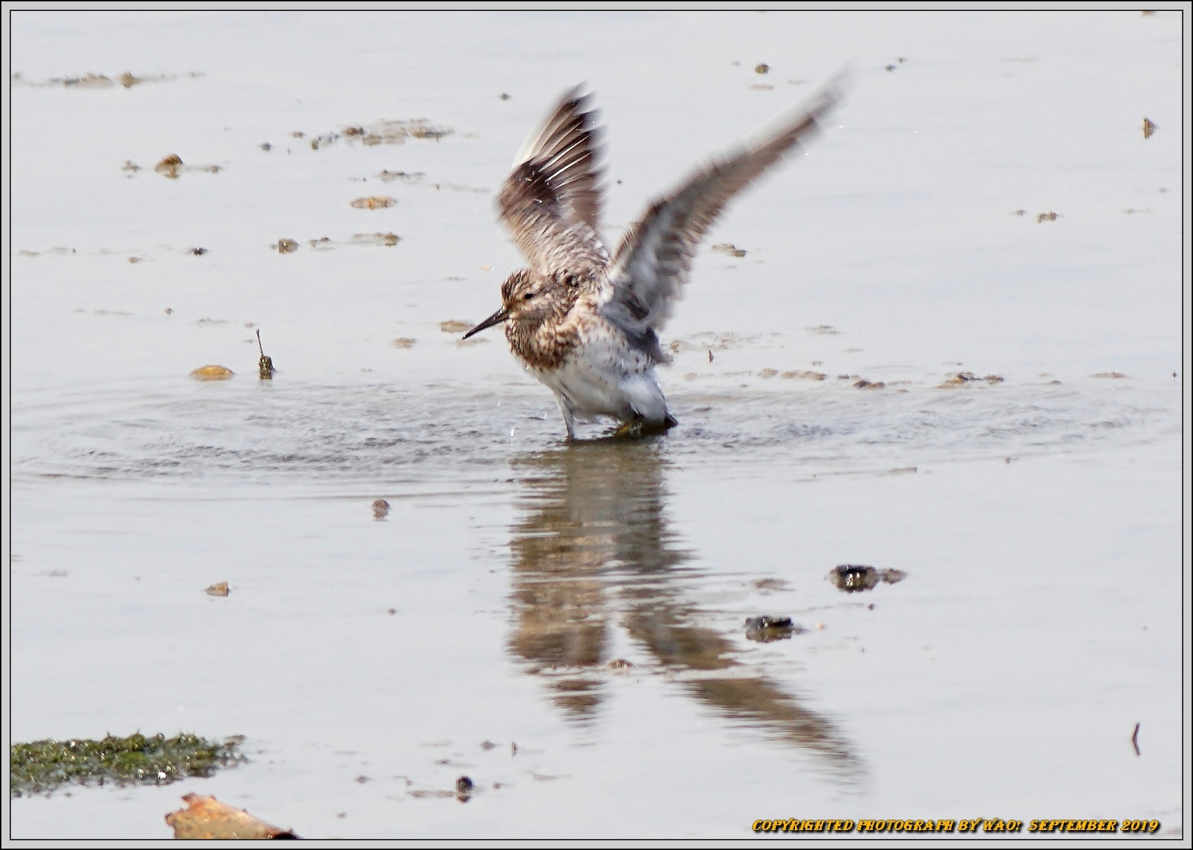 オバシギ　水辺で採食、水浴び_c0198669_22022503.jpg