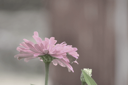 e0246788_11002790.gif