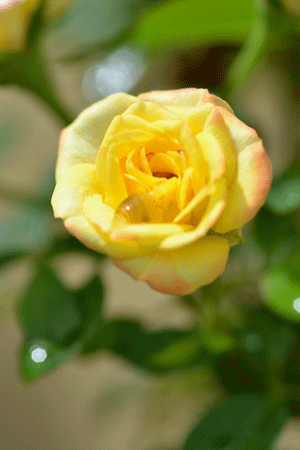 e0246788_11005632.gif