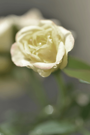 e0246788_13393487.gif