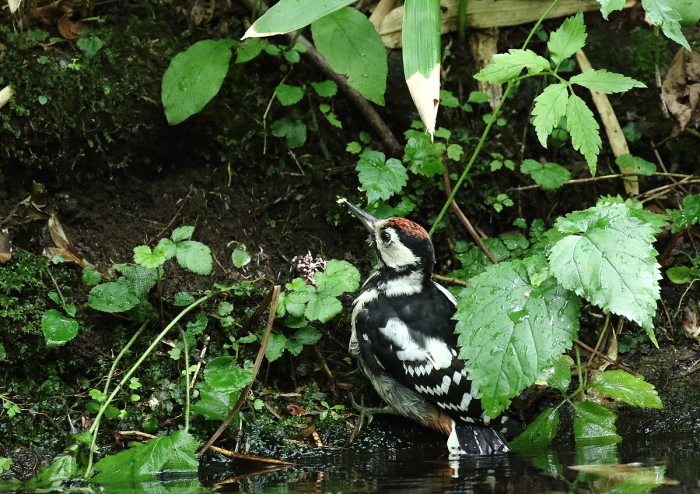 森の水場にて・・アカゲラ幼鳥_c0113597_13273124.jpg