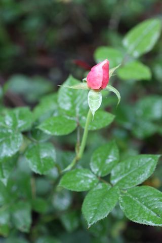 c0090198_18374464.jpg