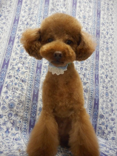 トイ プードルのぷーちゃん テディベア カットで今日も可愛いネ ふぉるむm A 千葉市 トリミングサロン 犬の美容室 千葉県 千葉市 花見川区 ペットサロン 検見川町3 340 18 ワンちゃんのカットハウス 千葉043 301 2995 10 00 19 00
