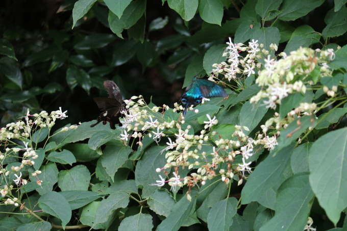 埼玉北部　 ミヤマカラスアゲハ他（クサギ）2019/08/29②_d0251807_07222334.jpg