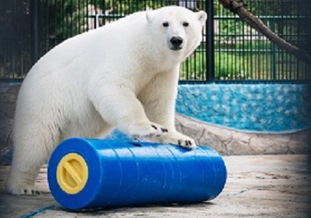 ロシアのロスネフチ社が国内の動物園のホッキョクグマたちに新しいおもちゃのプレゼント_a0151913_1475853.jpg